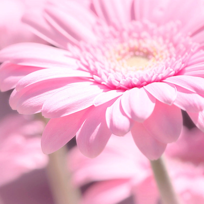 【婚約指輪】 PetitFourCollection マルグリット