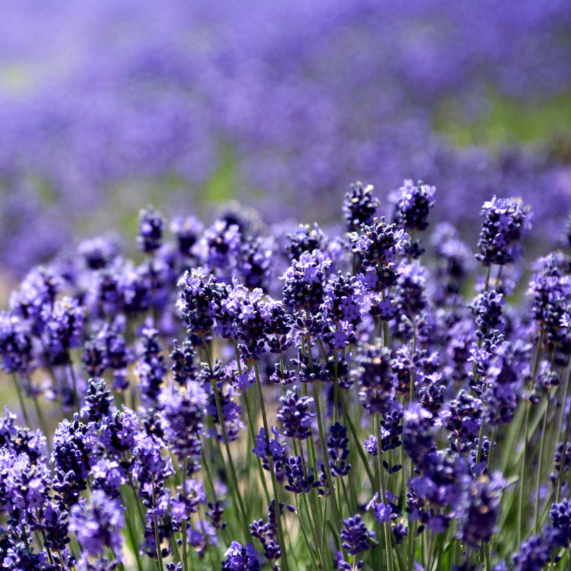 【結婚指輪】 パフューム