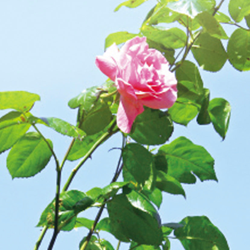 【婚約指輪】 ローズヒップ