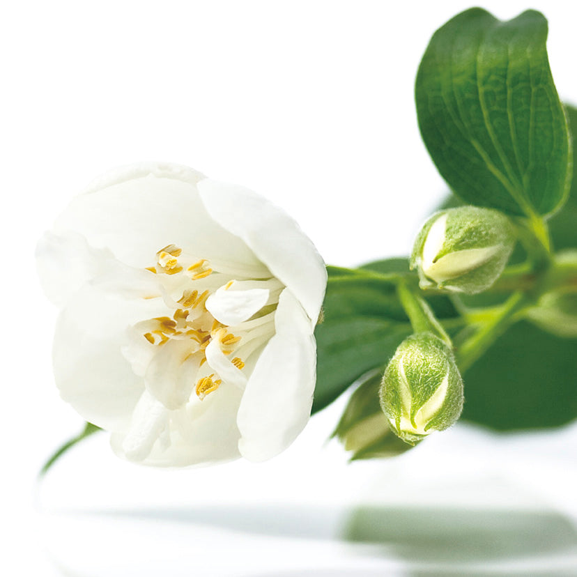 【婚約指輪】 サツキバイ