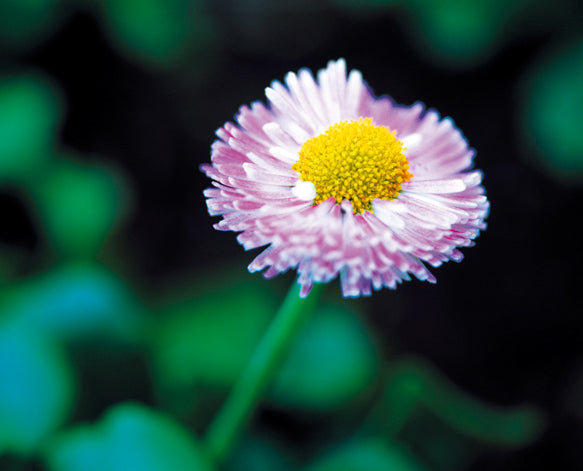 [Engagement Ring] Karen