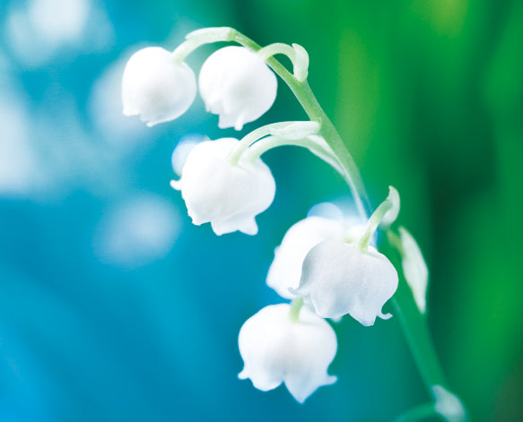 [Engagement Ring] White Bell