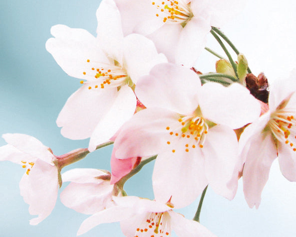 [Engagement ring] Hatsusakura