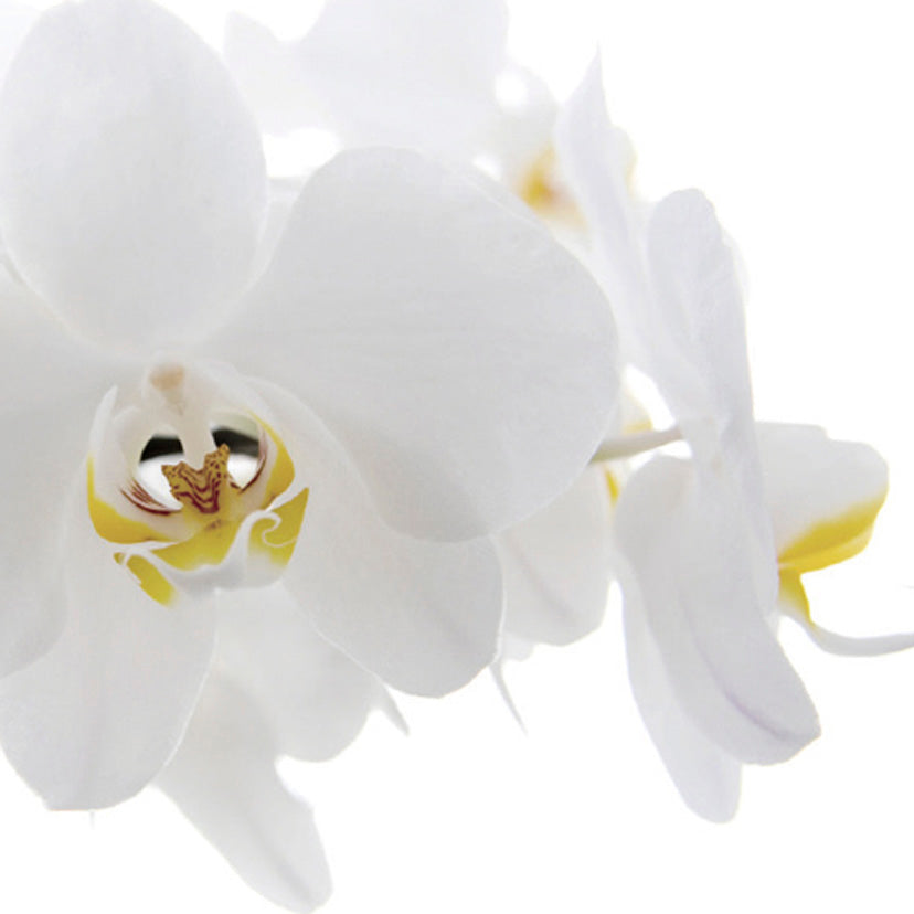 【婚約指輪】 オリエンタルビューティー