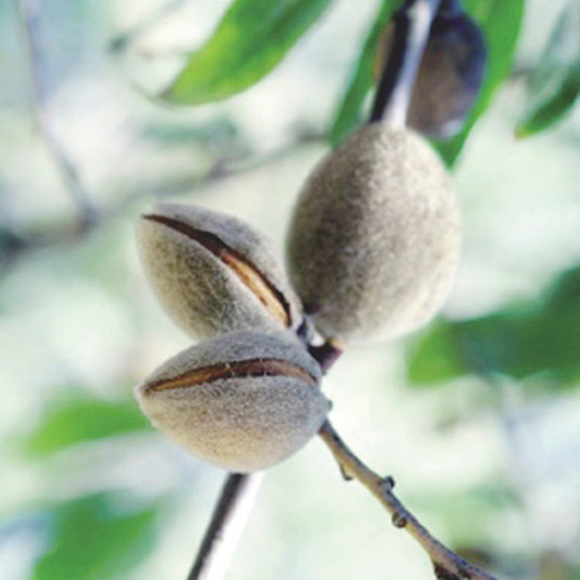 【婚約指輪】 トロワノワ